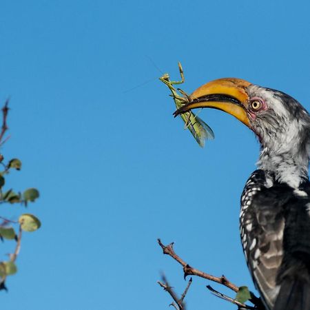 Africa On Foot Villa Klaserie Özel Doğa Koruma Alanı Dış mekan fotoğraf