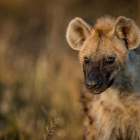 Africa On Foot Villa Klaserie Özel Doğa Koruma Alanı Dış mekan fotoğraf