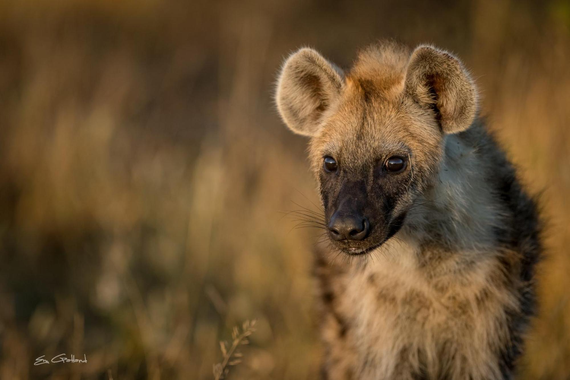 Africa On Foot Villa Klaserie Özel Doğa Koruma Alanı Dış mekan fotoğraf