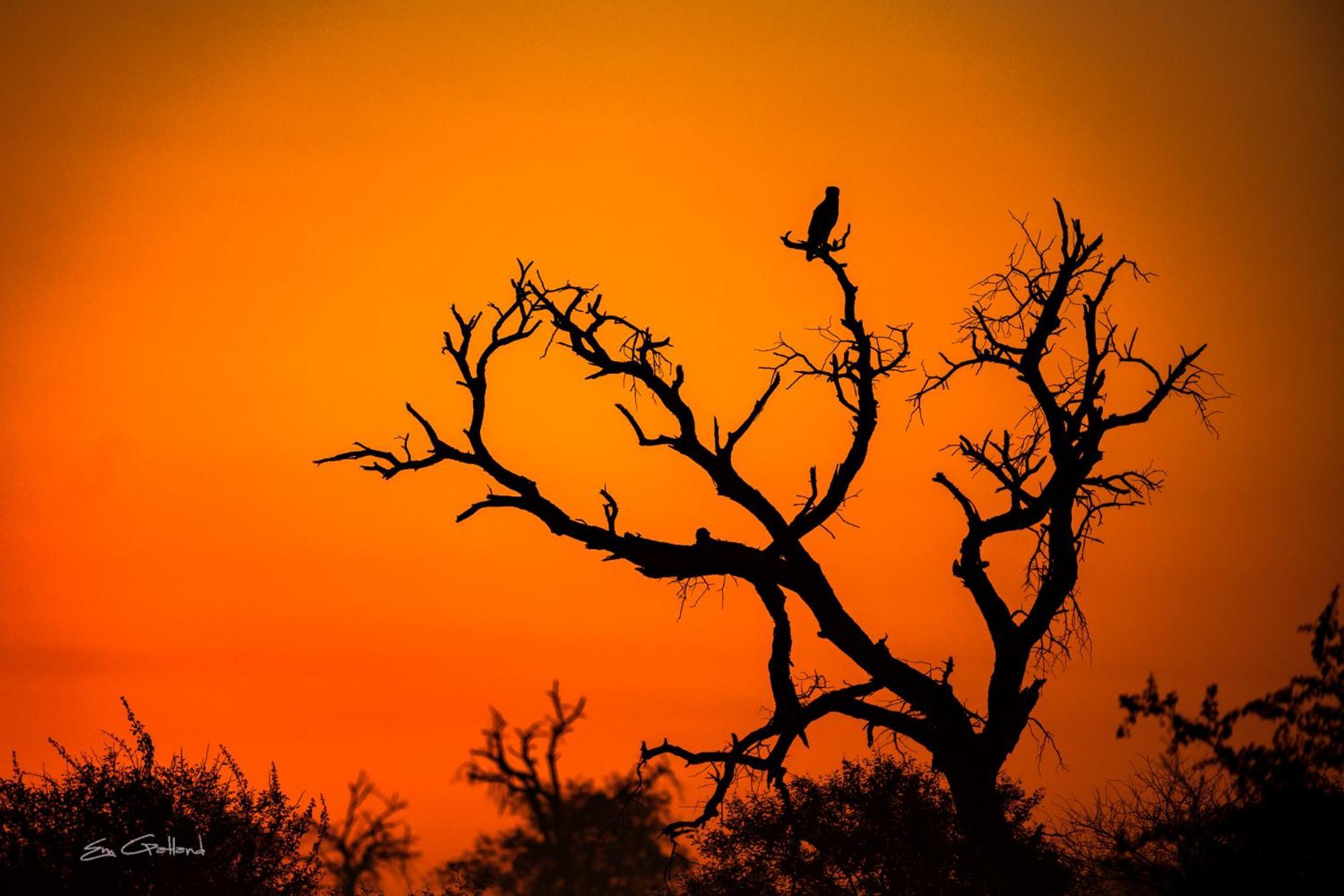 Africa On Foot Villa Klaserie Özel Doğa Koruma Alanı Dış mekan fotoğraf