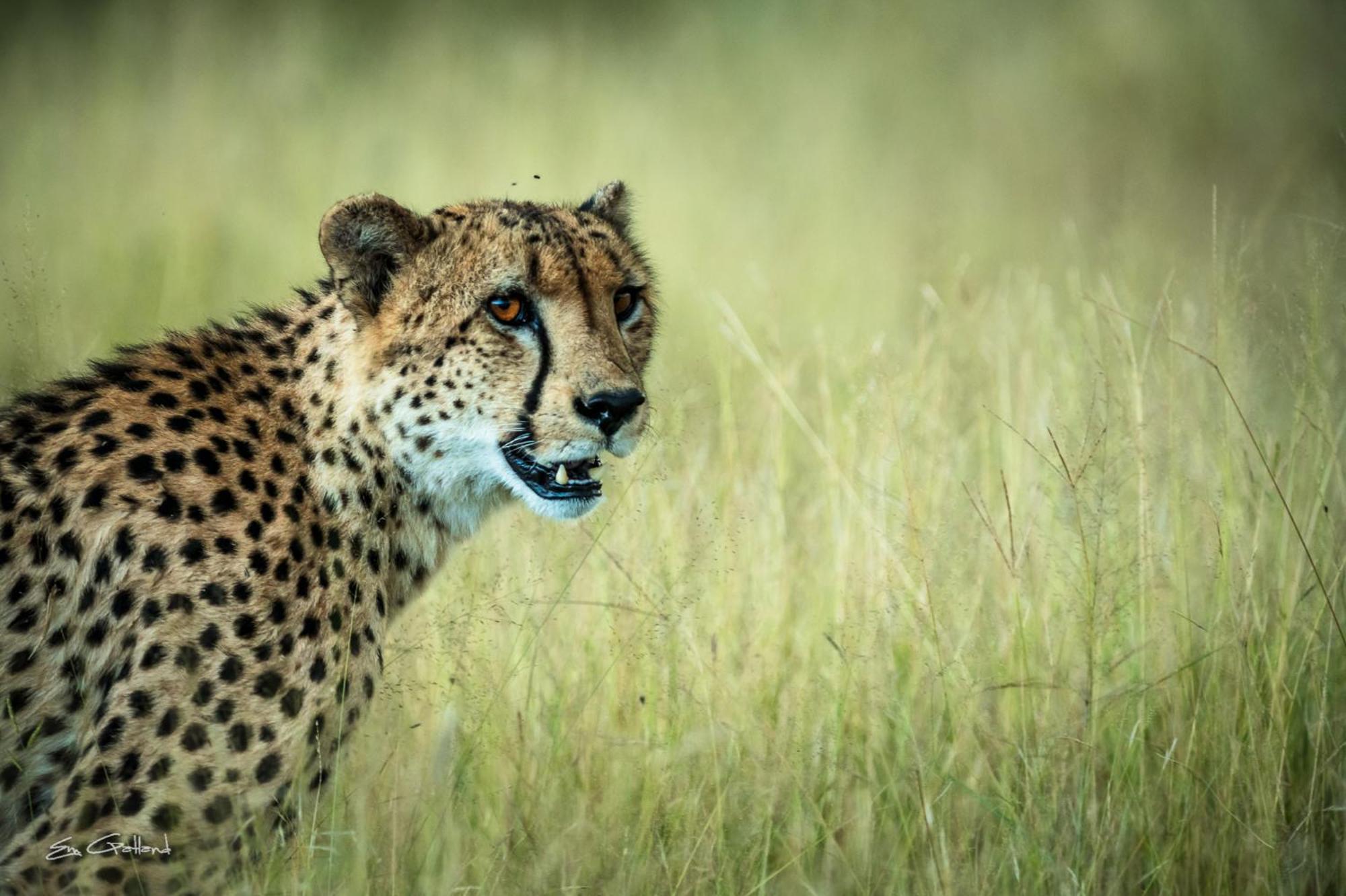 Africa On Foot Villa Klaserie Özel Doğa Koruma Alanı Dış mekan fotoğraf