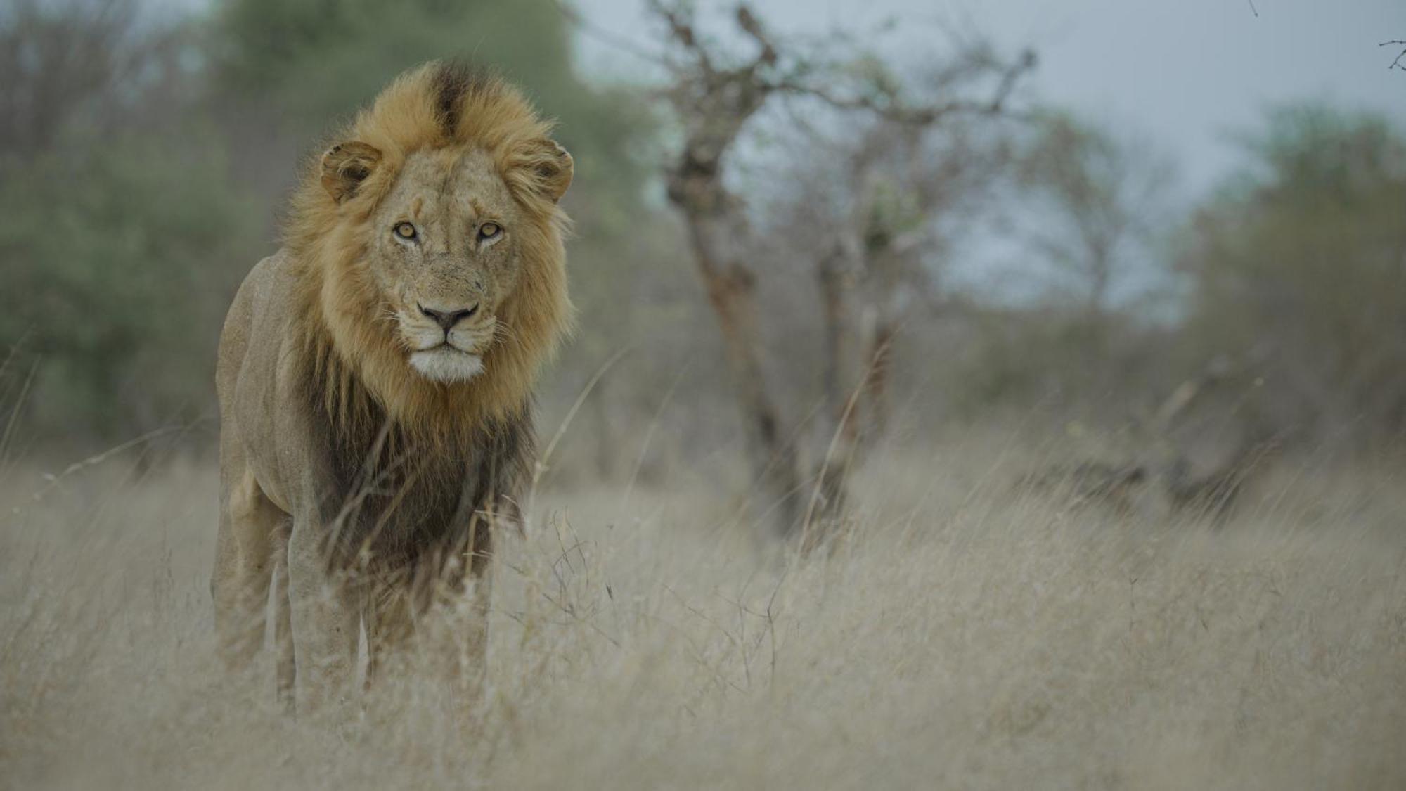 Africa On Foot Villa Klaserie Özel Doğa Koruma Alanı Dış mekan fotoğraf