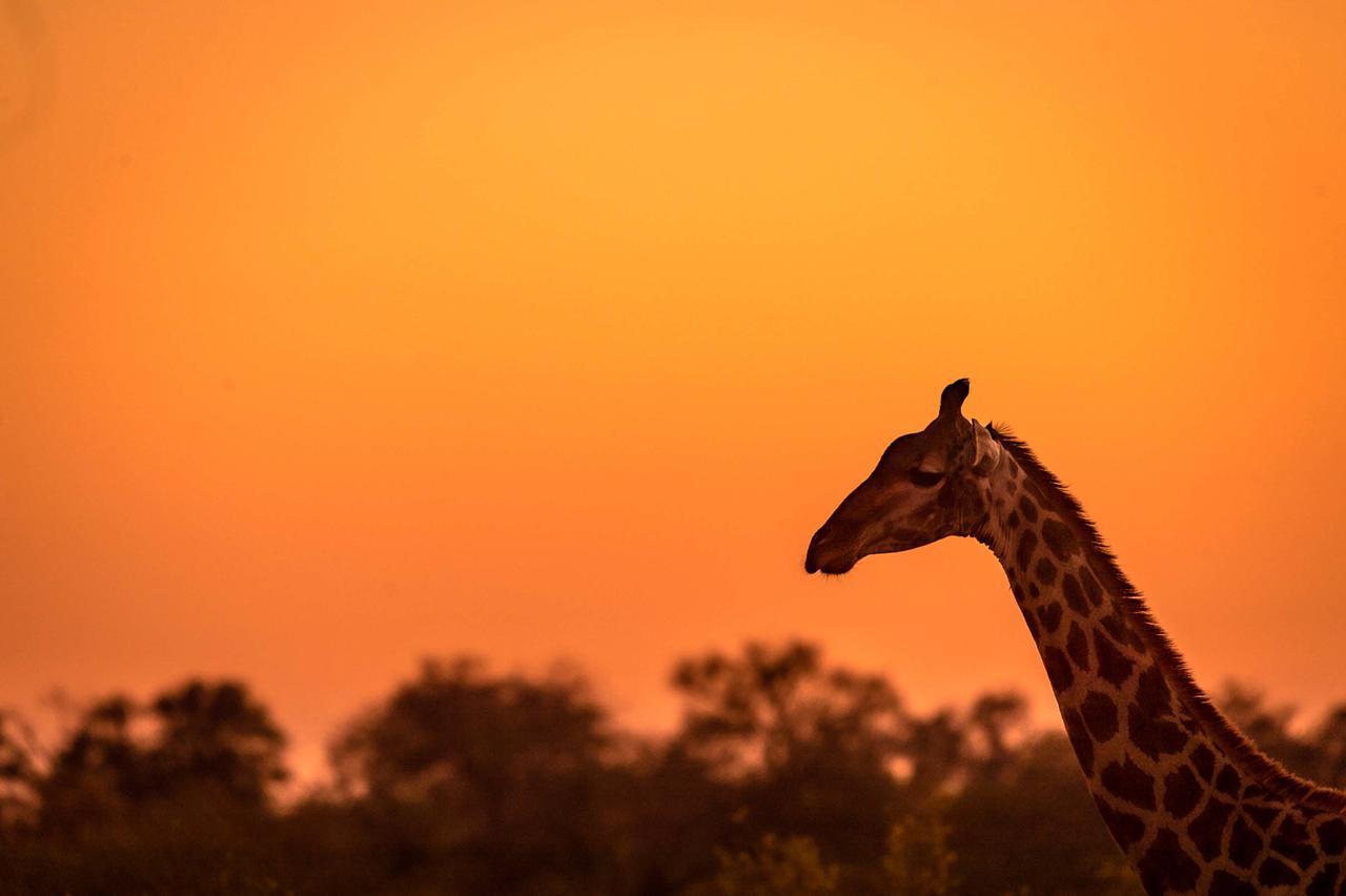 Africa On Foot Villa Klaserie Özel Doğa Koruma Alanı Dış mekan fotoğraf